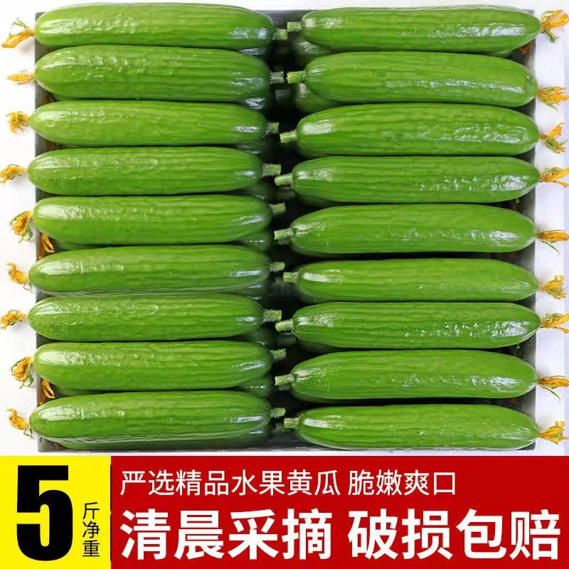 山东新鲜水果黄瓜 荷兰小青瓜4.5斤农产品四季食用清脆饱满