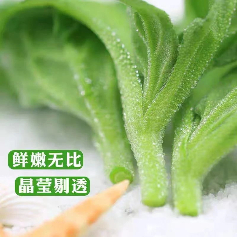 山东新鲜冰草现摘现发沙拉菜1/3斤