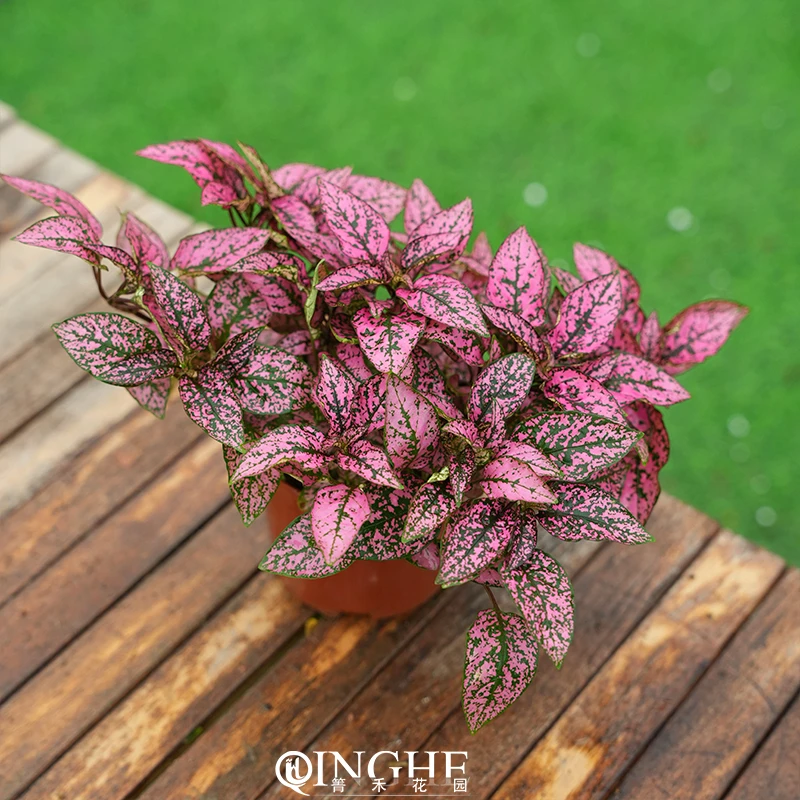 箐禾【彩叶草】花卉绿植盆栽基地直发且容易养护