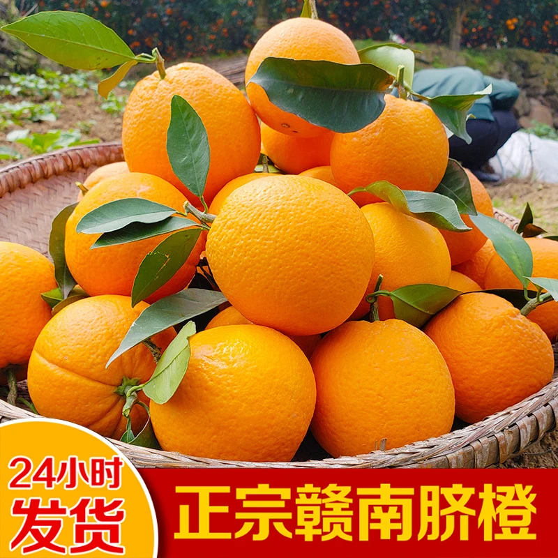 正宗赣南早脐橙寻乌当季水果手剥橙子新鲜水果送礼大果整箱产地发