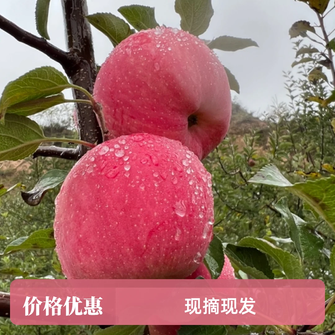 甘肃早熟红富士苹果，新鲜采摘，现摘现发，脆甜多汁，产地直发