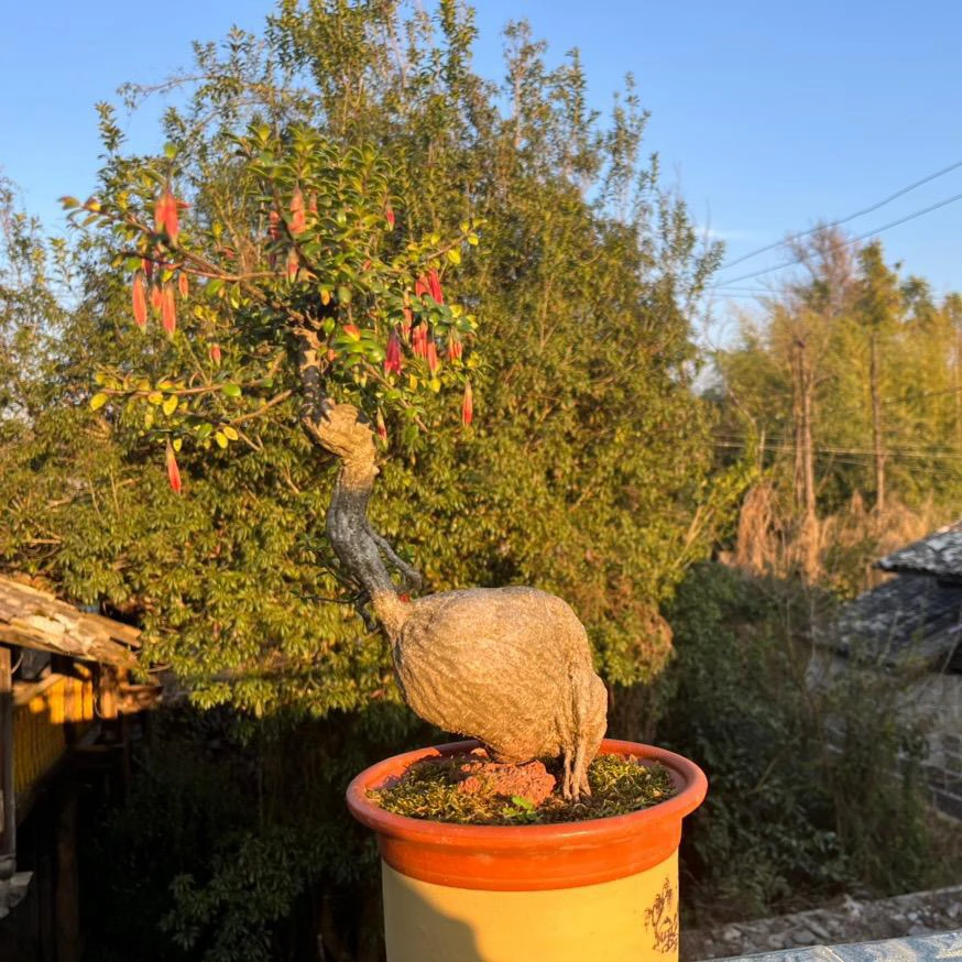 五翅梅的天花板，百年老桩乌桕树白果树金丝桔子树