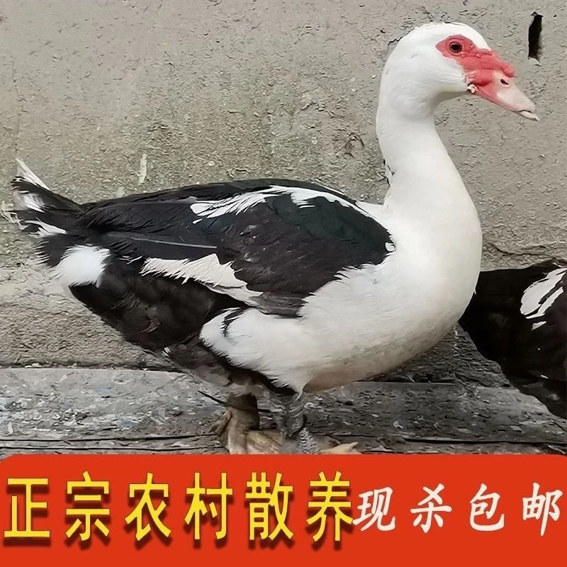 （送两只三黄鸡）正宗东北农家散养雁鸭