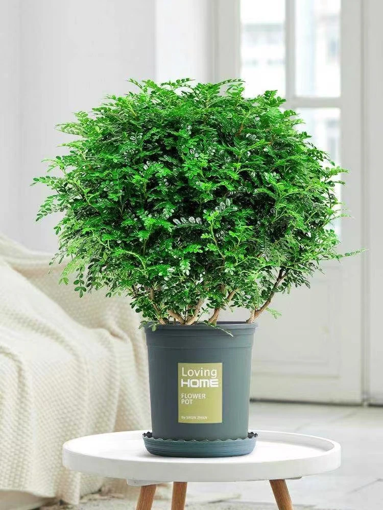 清香胡木盆栽防蚊植物提神好养美观室内客厅办公桌绿植