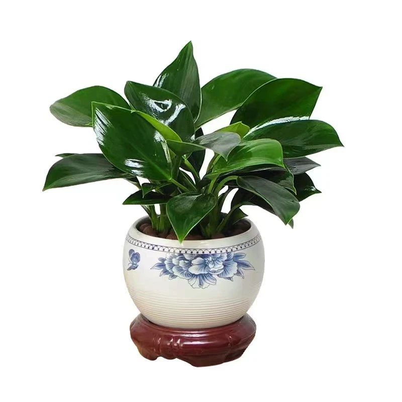 金钻盆栽花卉植物室内花水培绿植多肉好养发财树吸除甲醛摆设