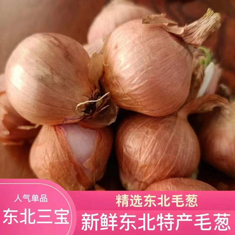 【新店半价】东北特产小毛葱新鲜红葱头农家毛葱1件都批发3/5斤包邮
