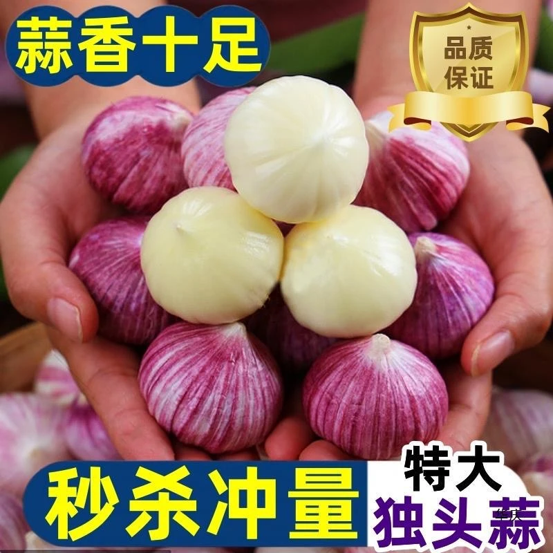 【超低价】紫皮独头大蒜新鲜独蒜大蒜头批发新蒜0.5/2/3/5斤包邮