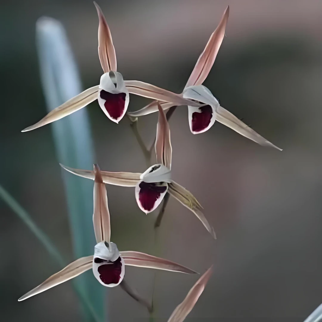 寒兰铭品红苹果兰花好养易活