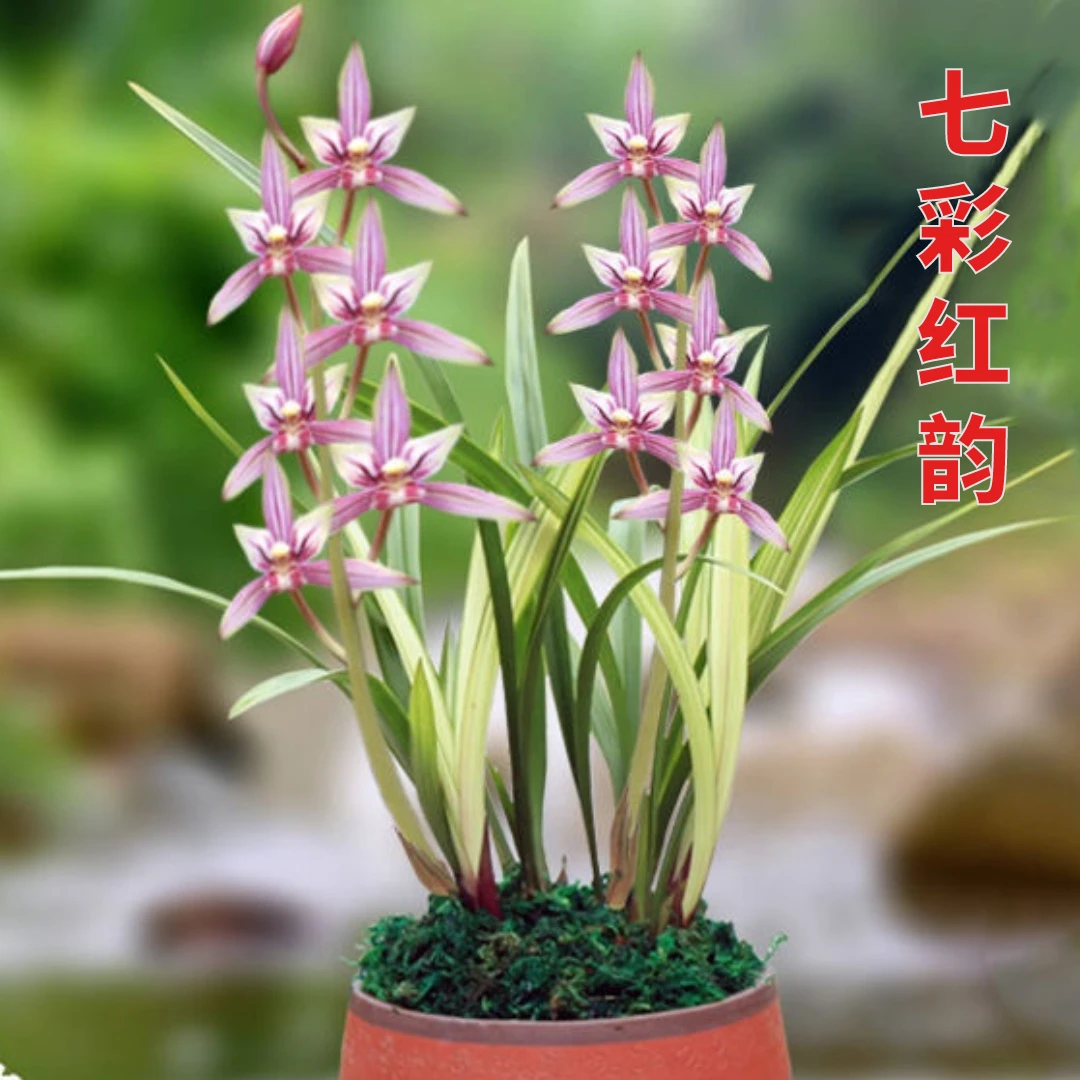 建兰幽香七彩红韵阳台兰花好养易活
