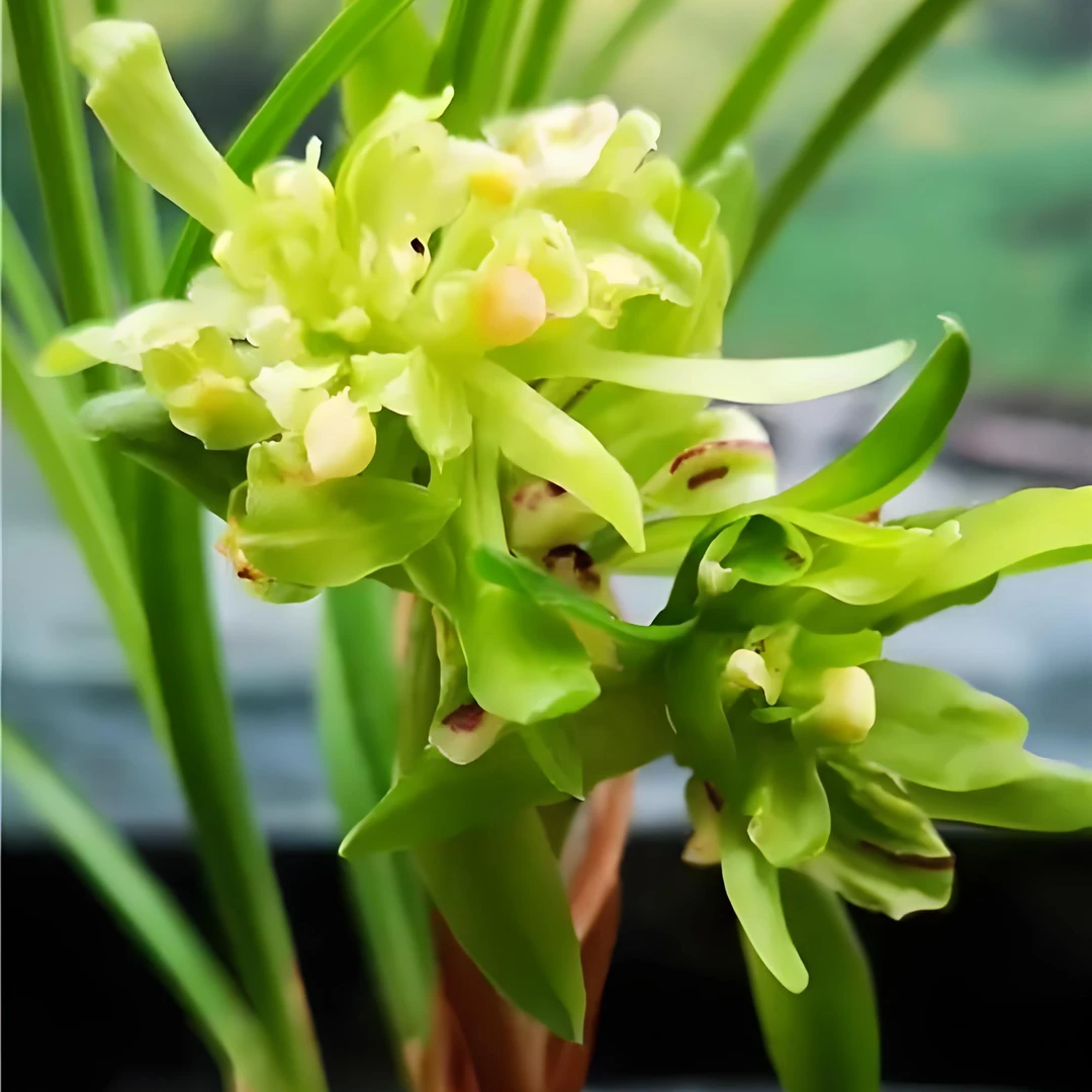 春兰余蝴蝶兰花好养易活