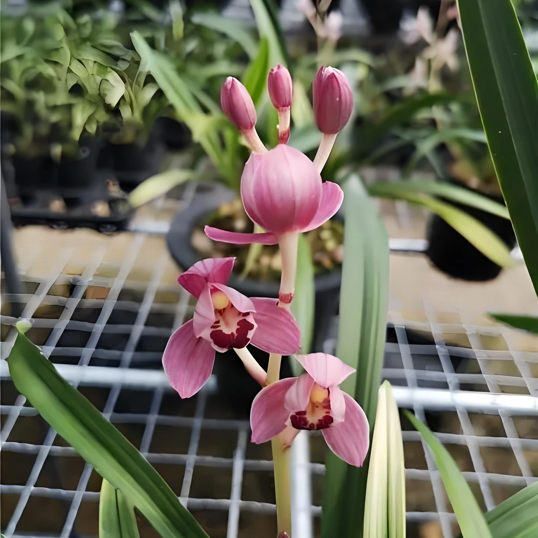 建兰铭品红玉荷兰花好养易活