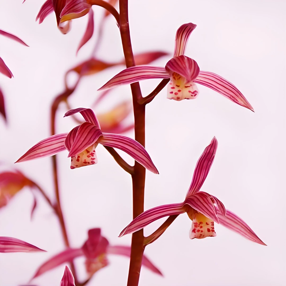 墨兰桃姬兰花好养易活