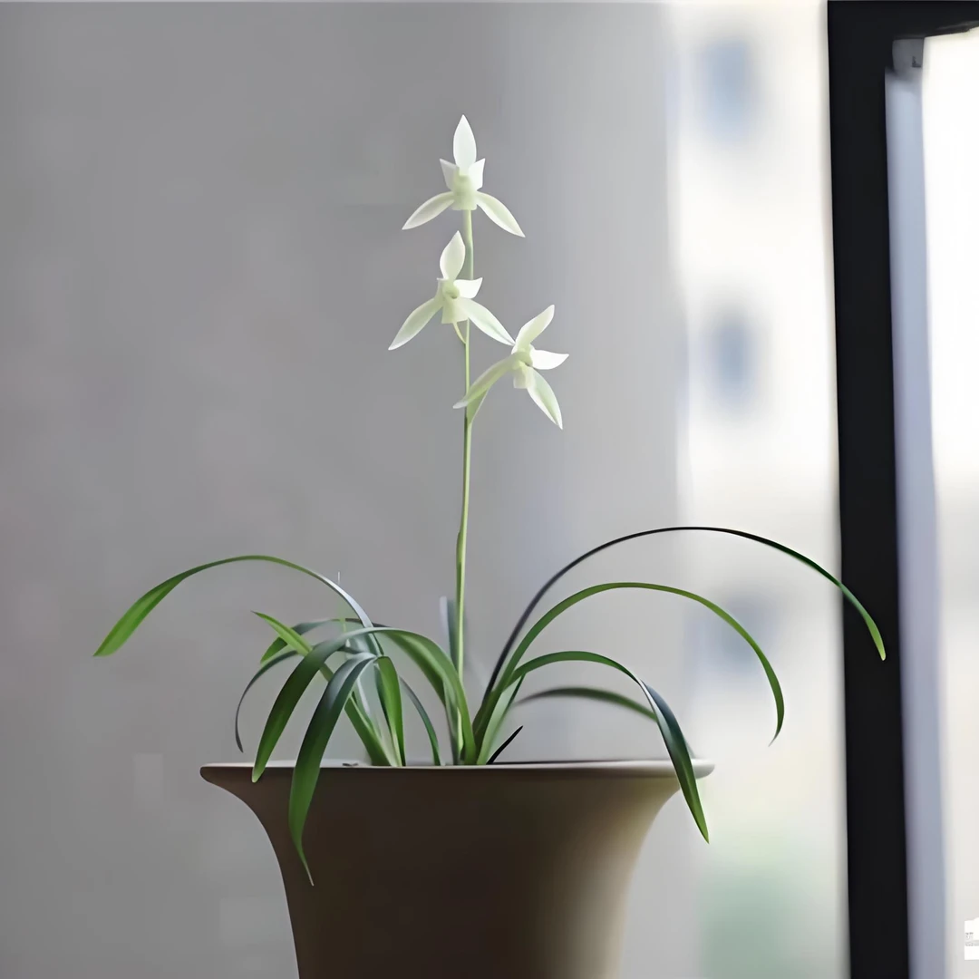 建兰矮种铭品黄山雪兰花好养易活
