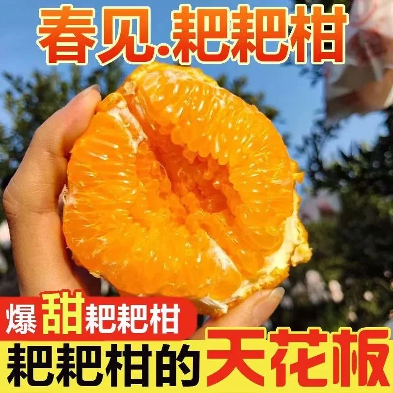 正宗四川耙耙柑新鲜采摘4.5-5斤装原产地直发