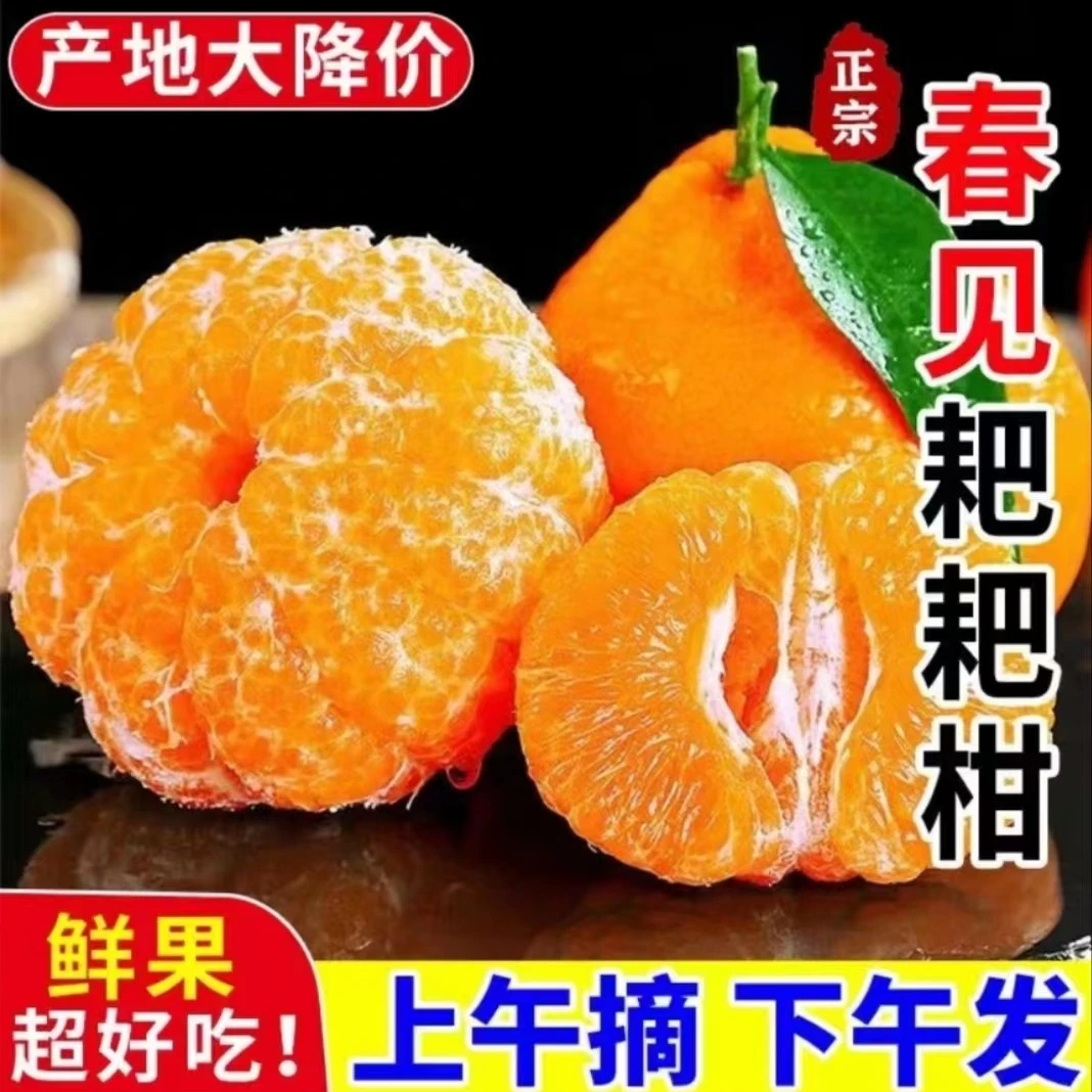 春公子春见耙耙柑 四川高山旱地果现摘5-8斤 酸甜爆汁 风味十足