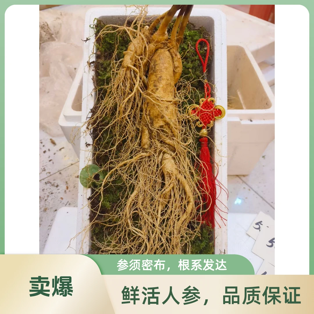正宗长白山鲜人参 原产地 超大个头 煲汤泡酒专用