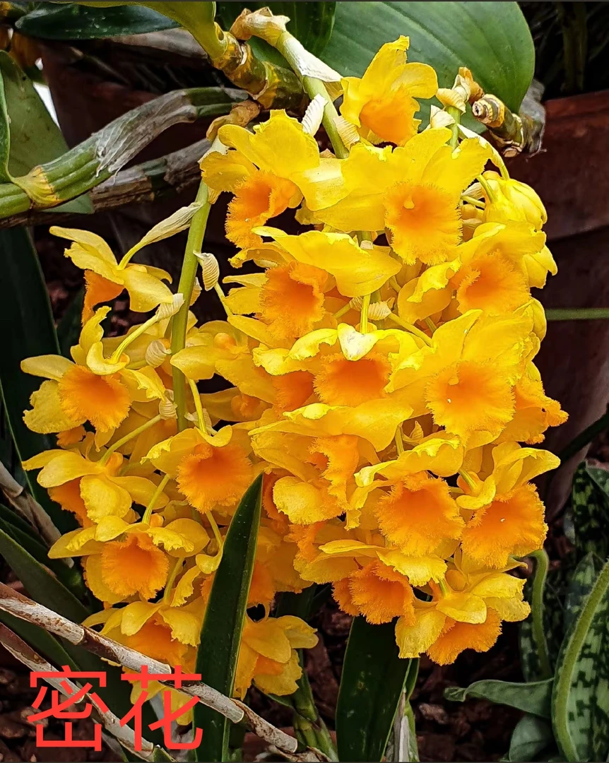 蜜花石斛 花期4-6月