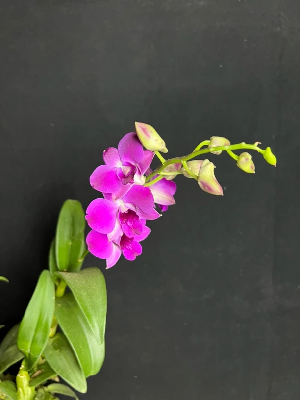 秋石斛 多种花色 花期9-11月