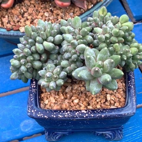 多*妞多肉植物。