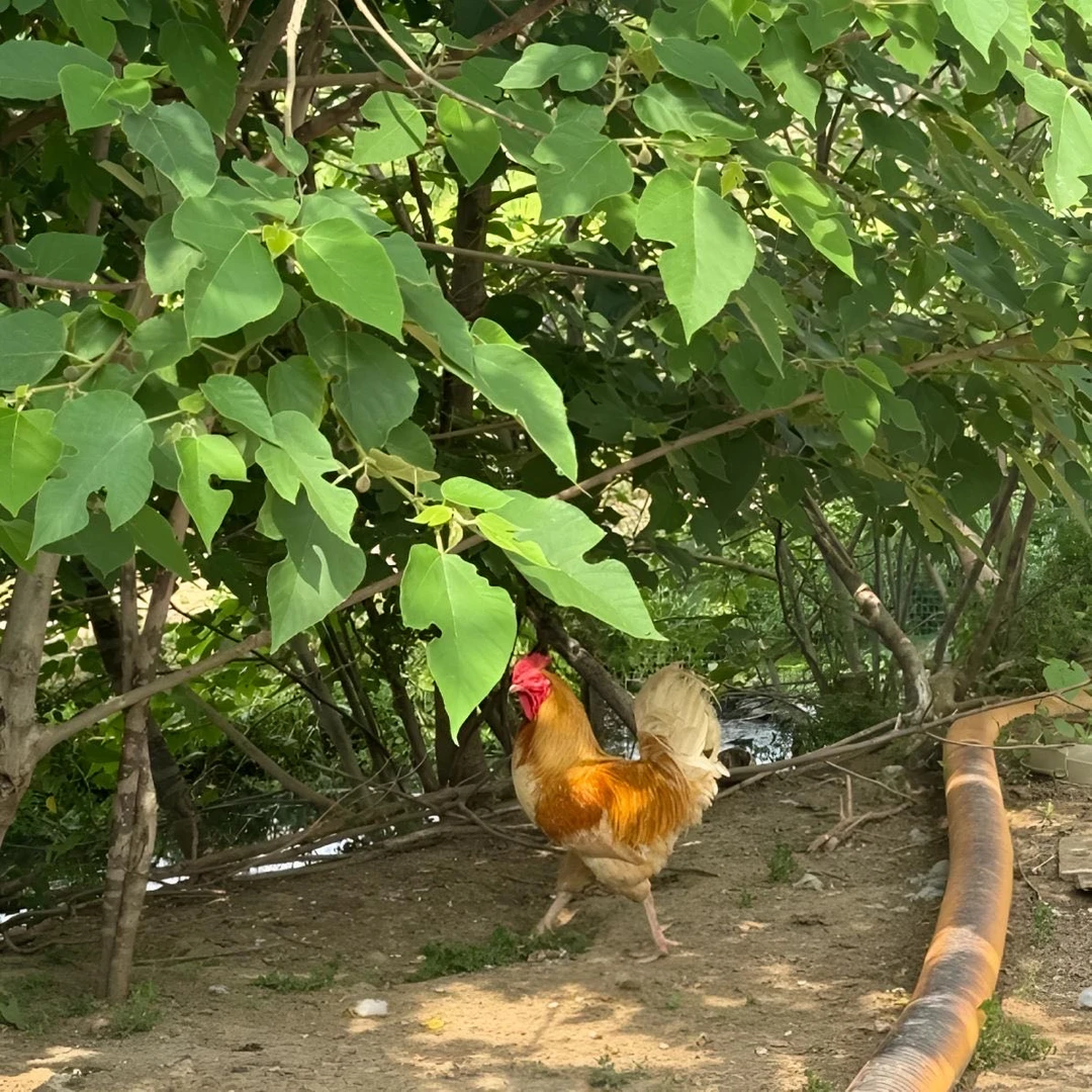 【寿州意农】正宗纯天然农村散养2年走地土公鸡自由觅食