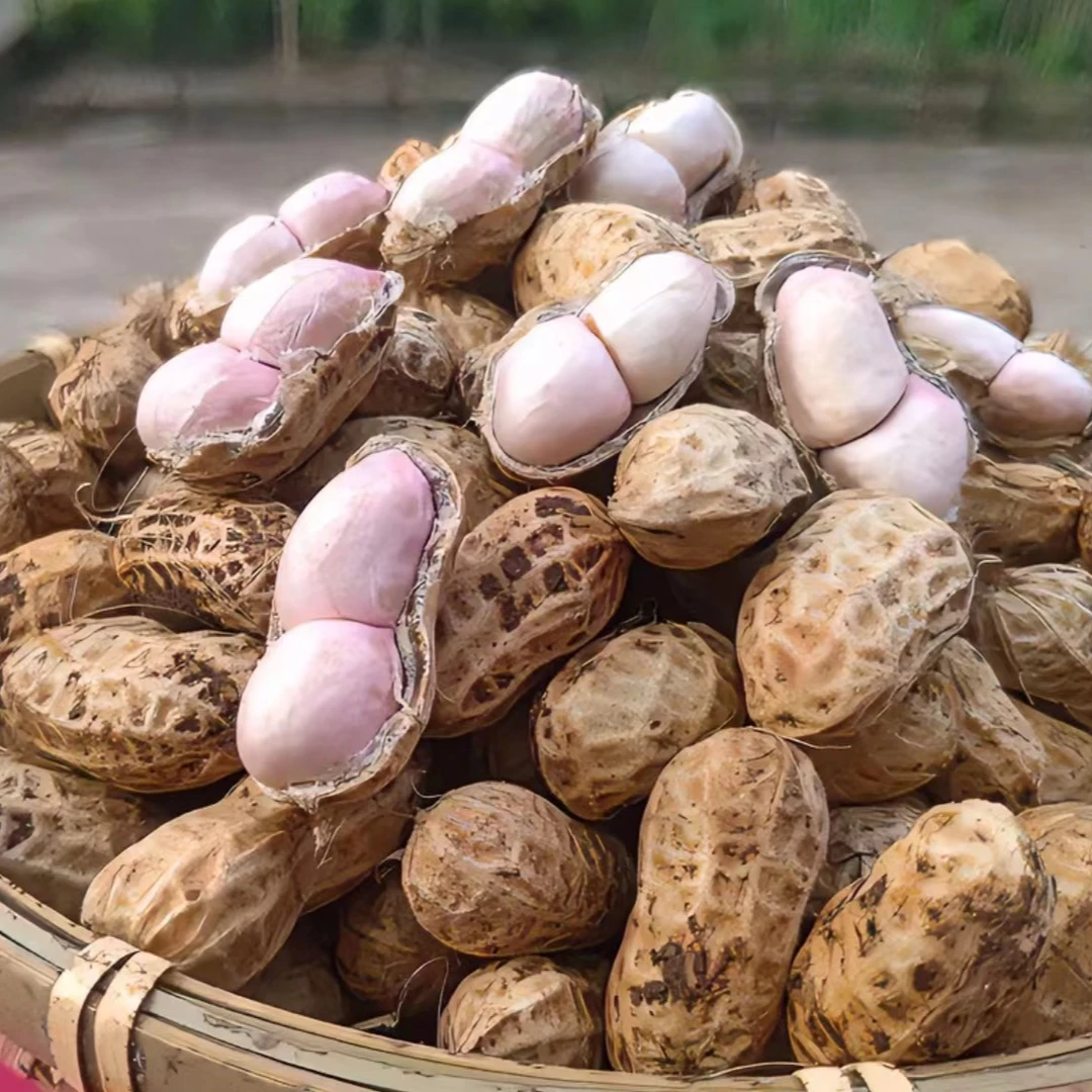 【四川自贡五宝镇】粉皮花生新鲜现挖现发带壳湿花生生花生带壳