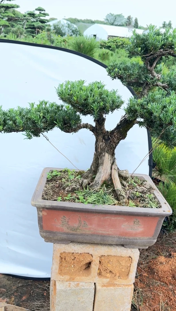 米叶罗汉松一物一拍