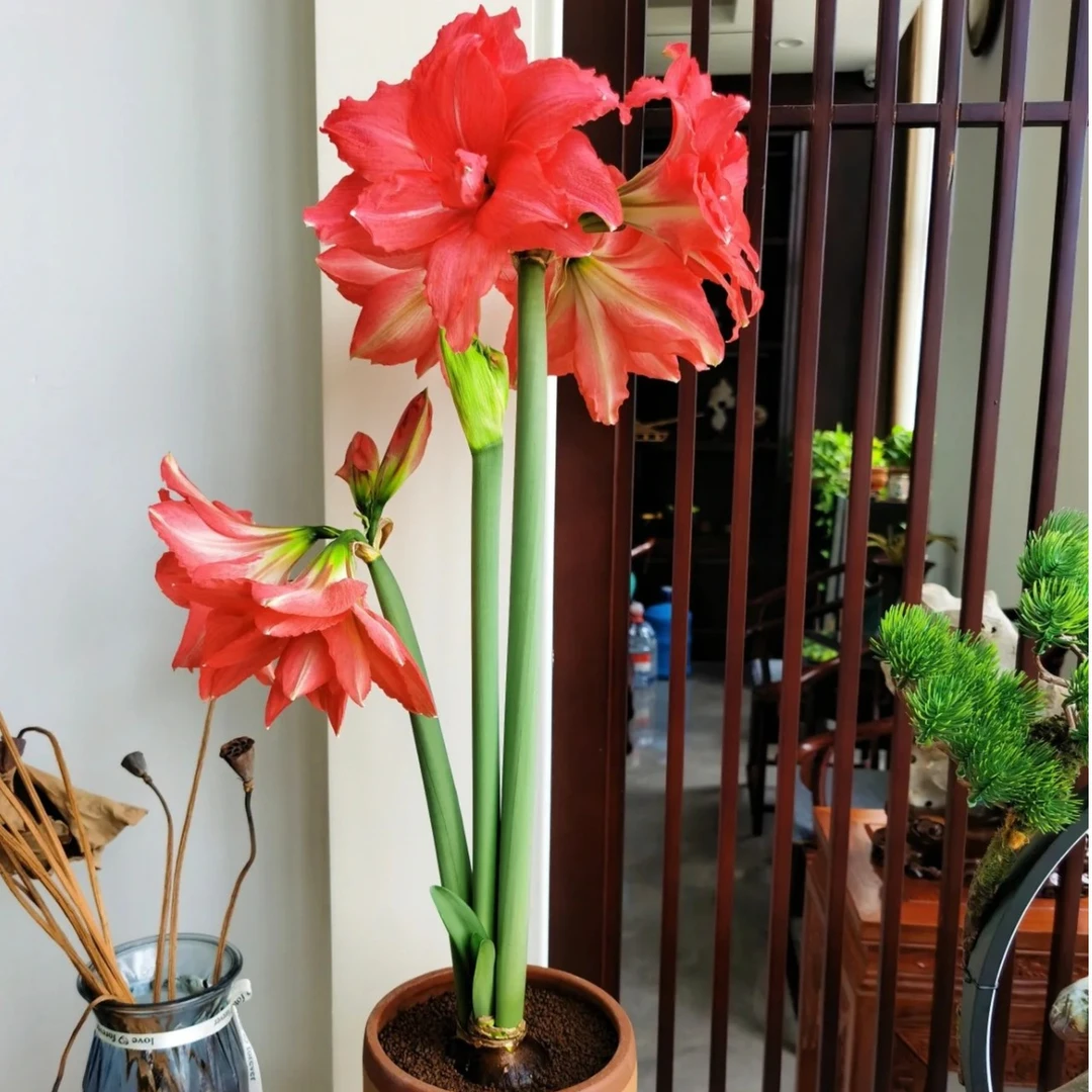 若野园艺 芭蕾舞女 南非朱顶红种球   裸球 多年生