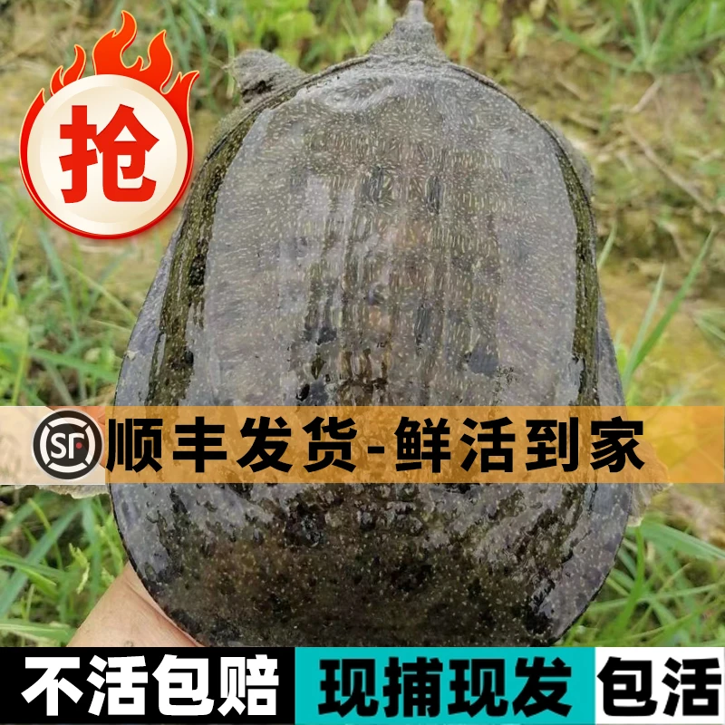 简鲜鲜活大甲鱼3-4斤共3只王八中华鳖水团鱼PH