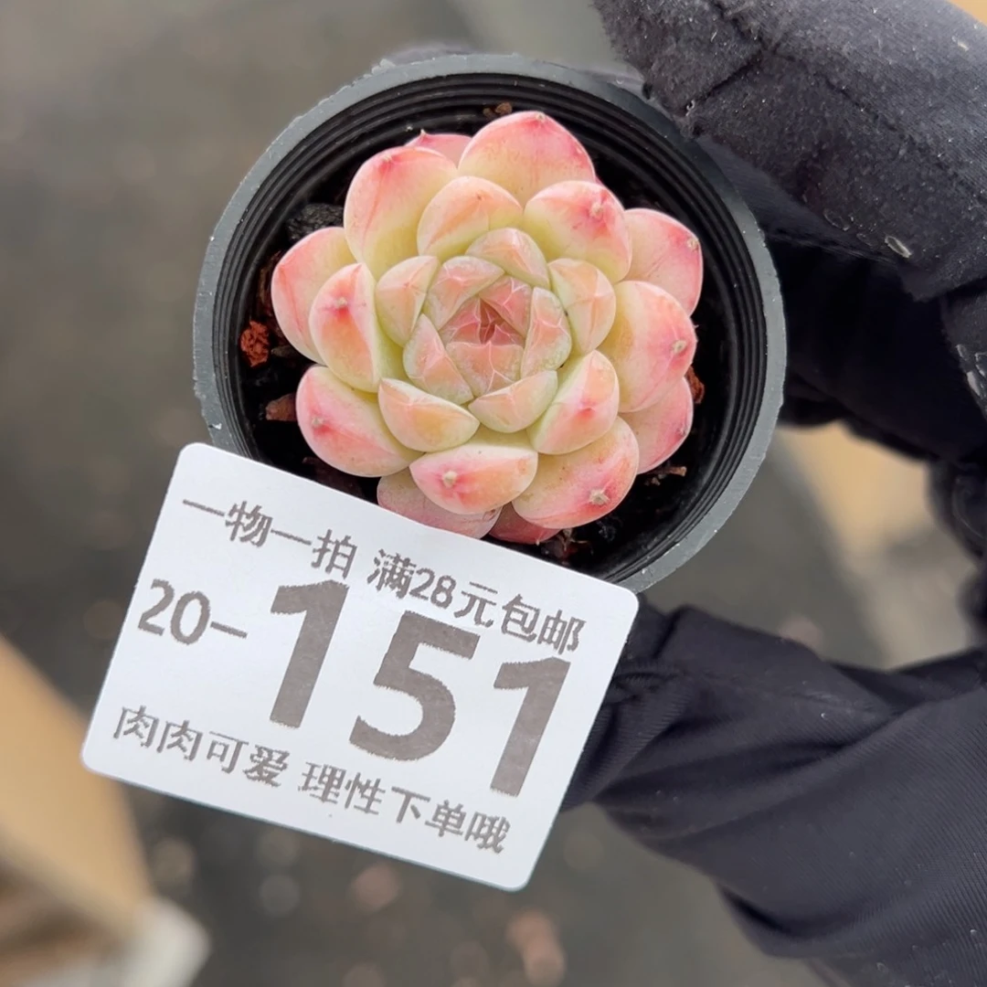 【闪购商品】白梦单头