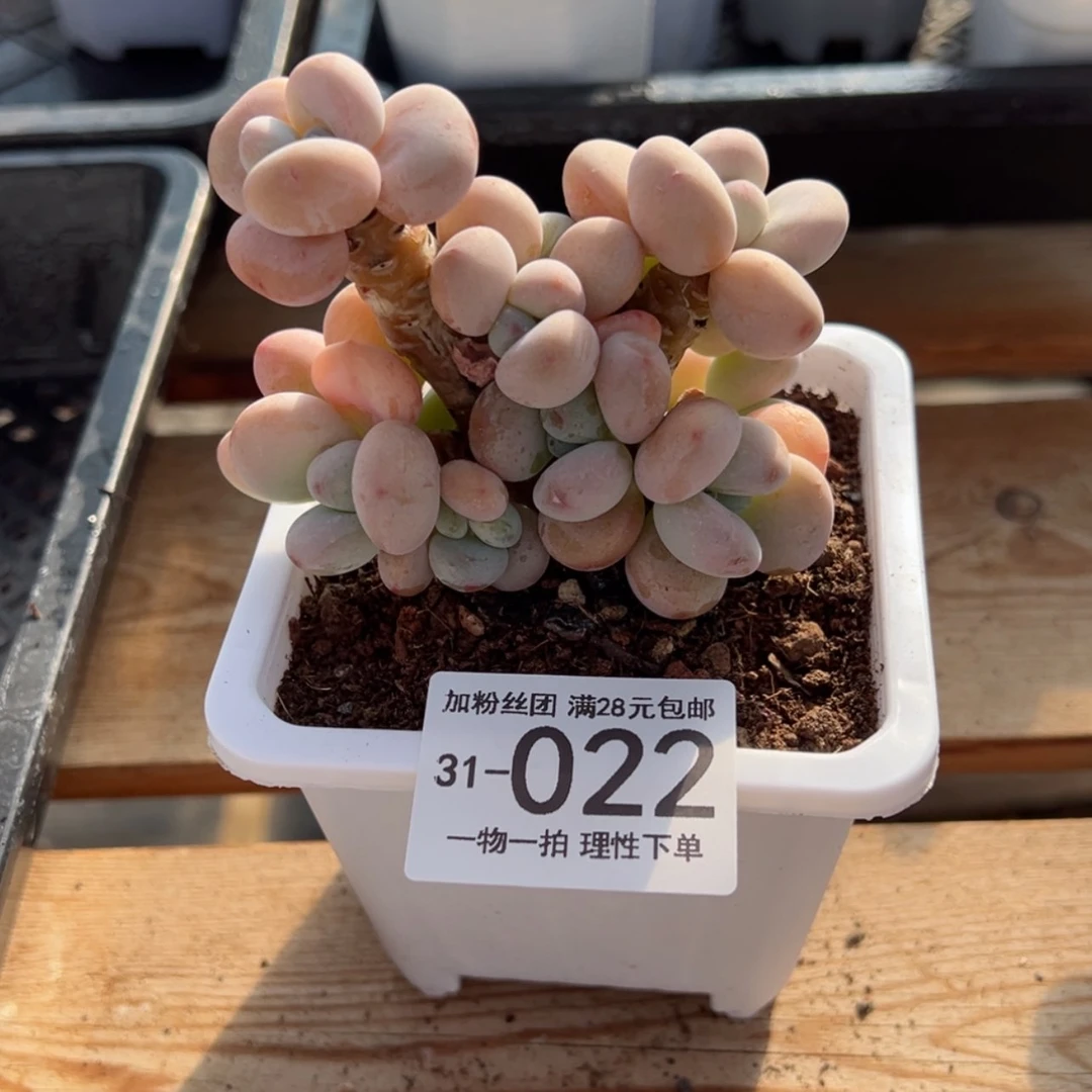 【闪购商品】洛神多肉