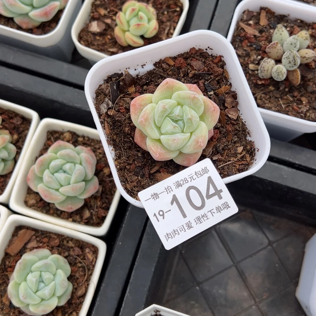 【闪购商品】冰玉多肉