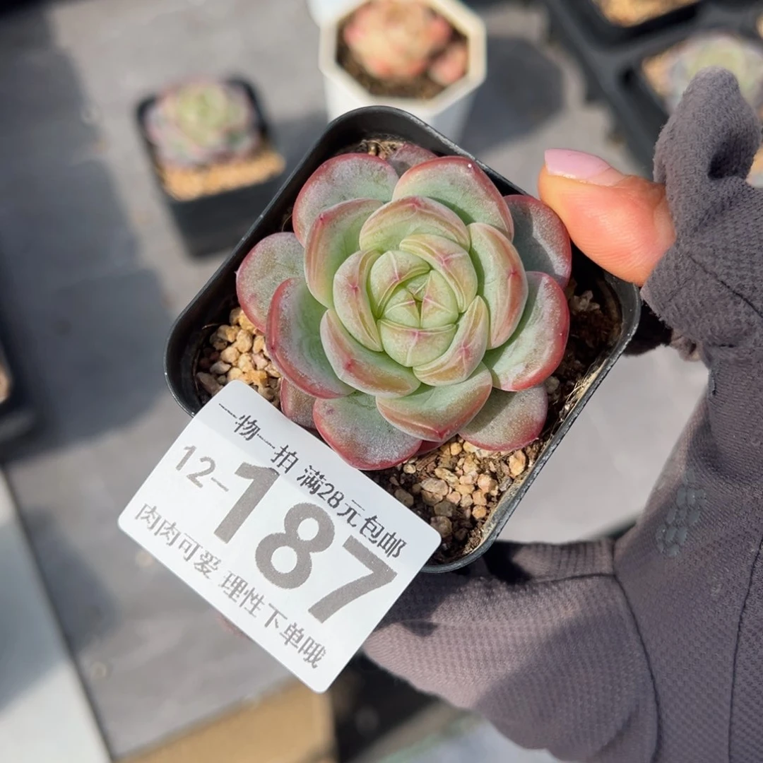 星星珍妮多肉多肉多肉