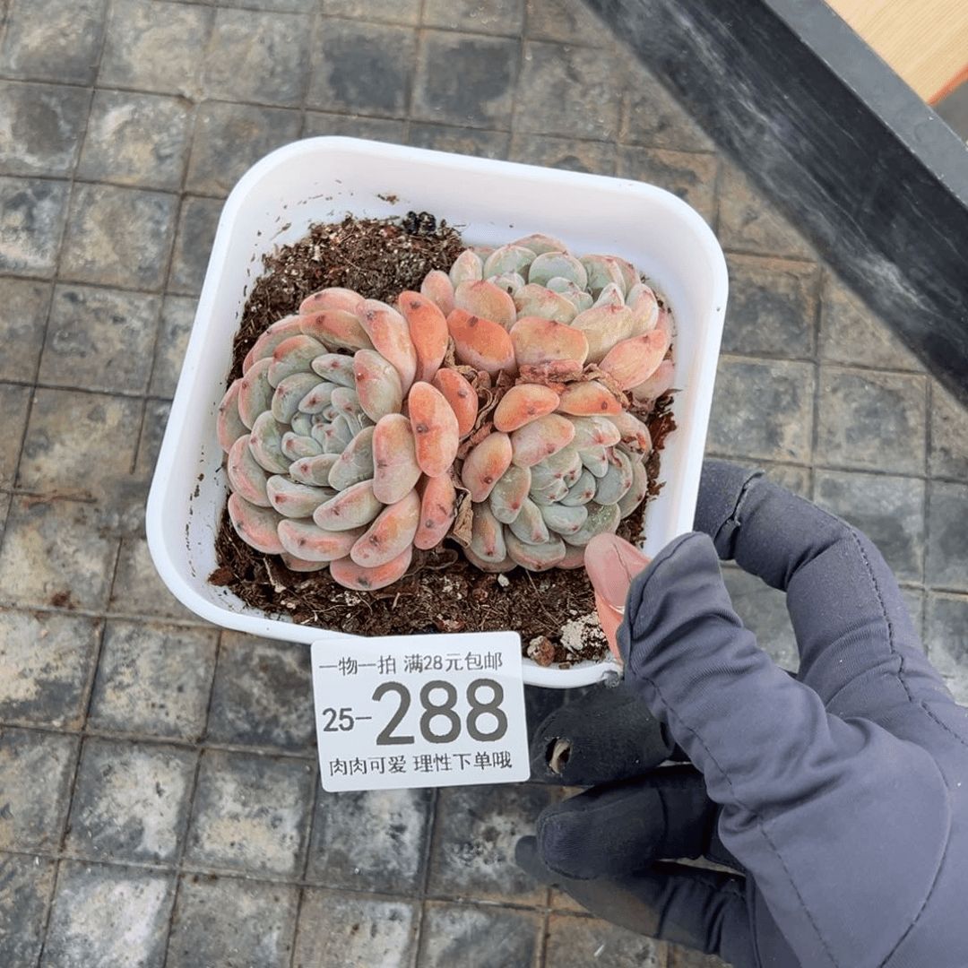 【闪购商品】雪爪多肉