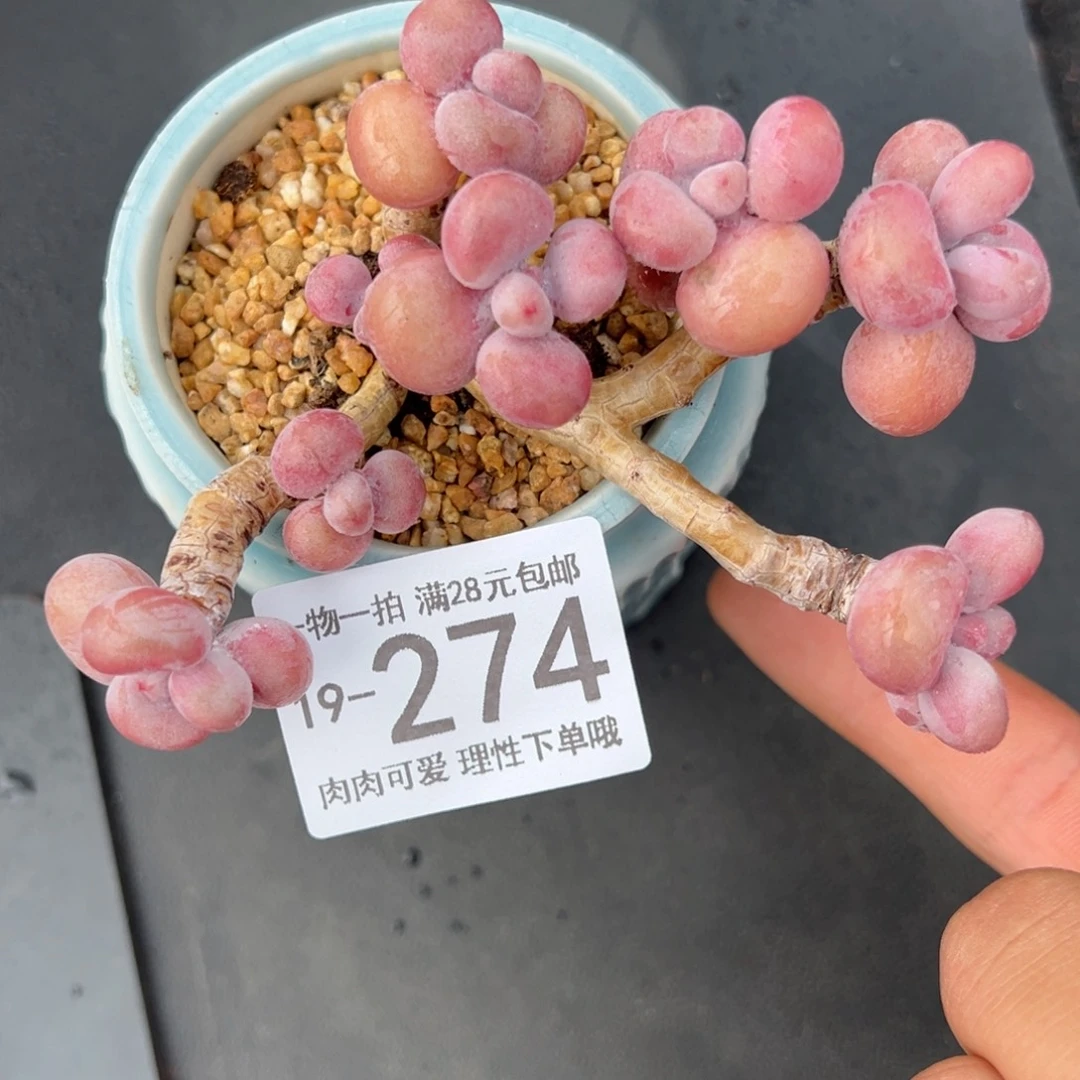 【闪购商品】腰子蛋哆嗦