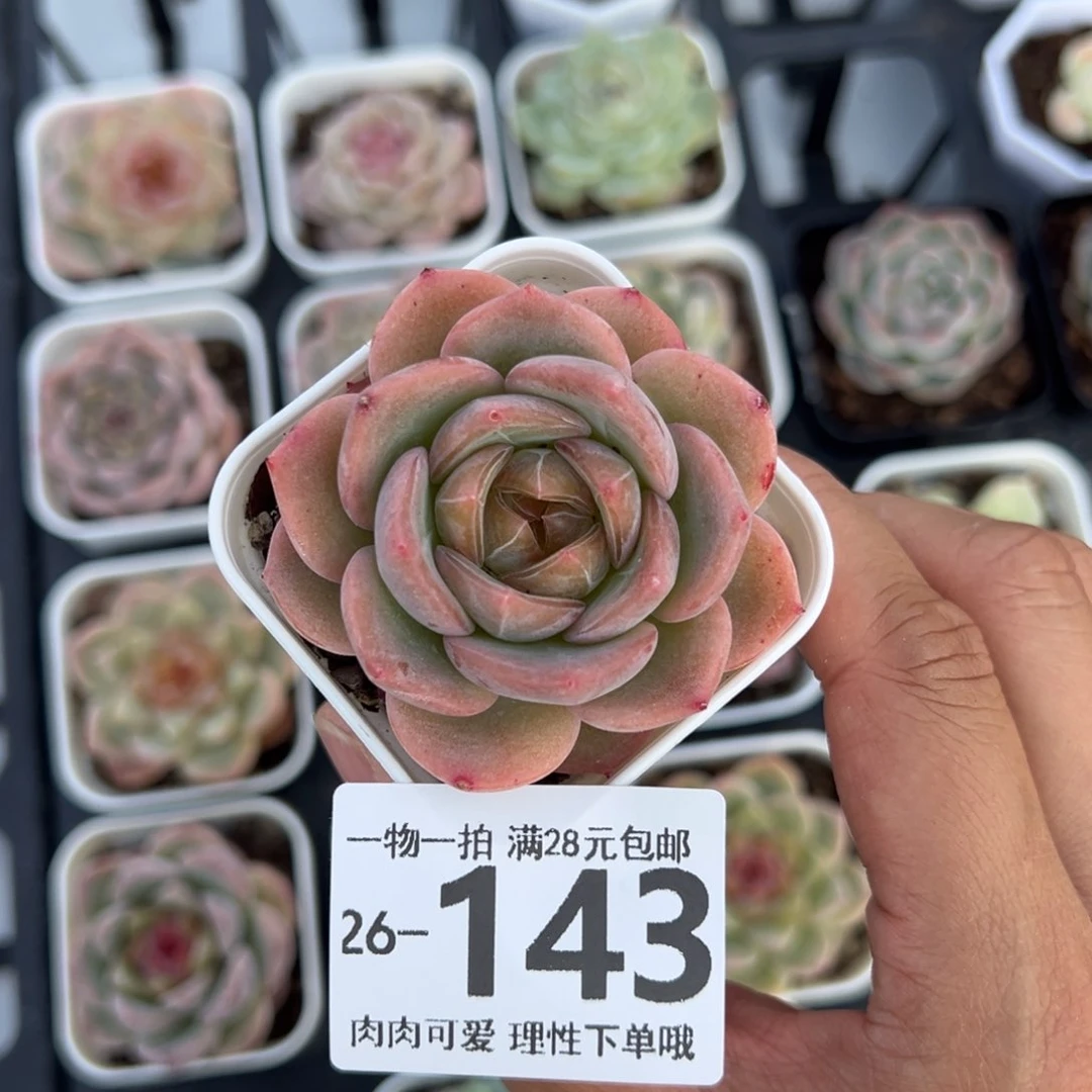 微醺单头多肉植物