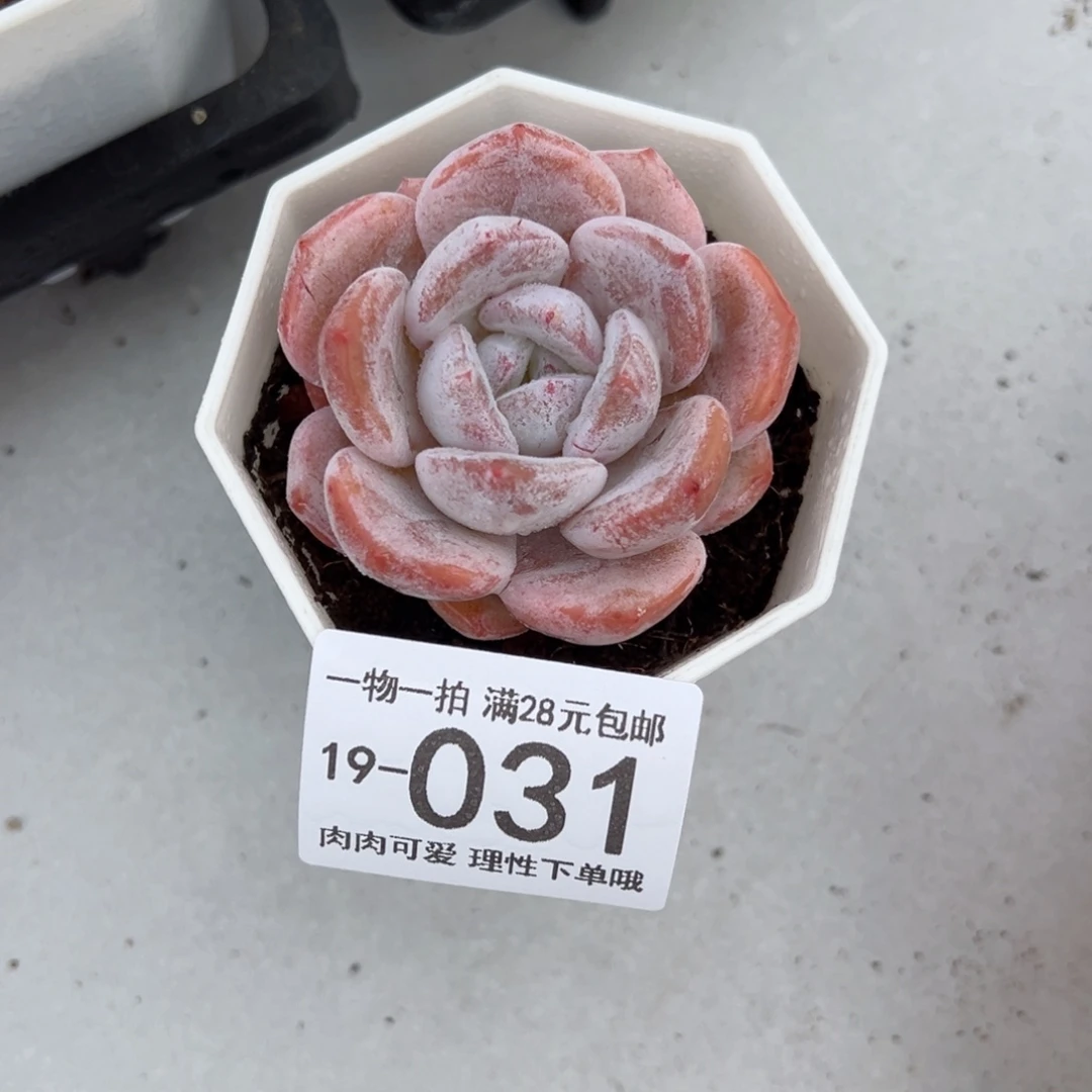 【闪购商品】雪糕多肉