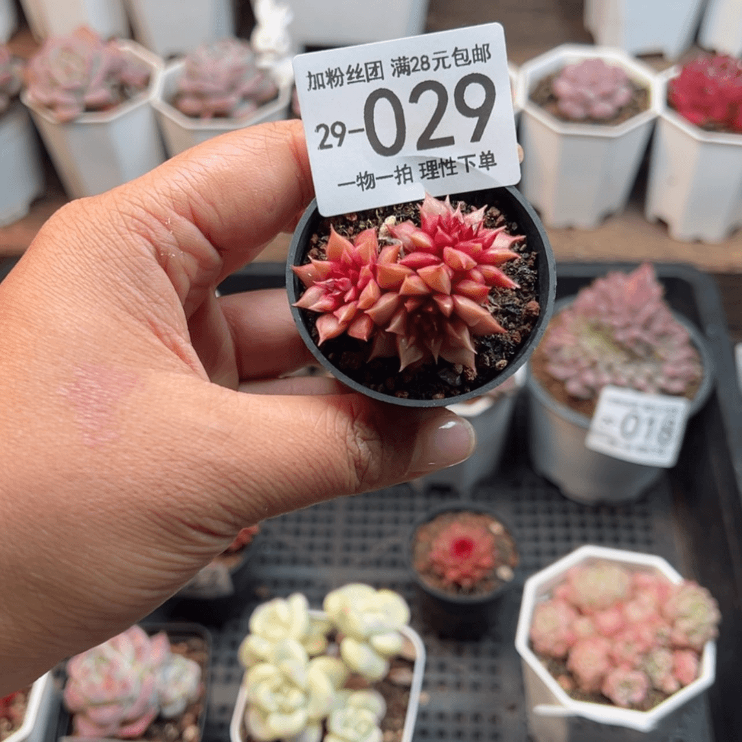 【闪购商品】糖心皮皮虾