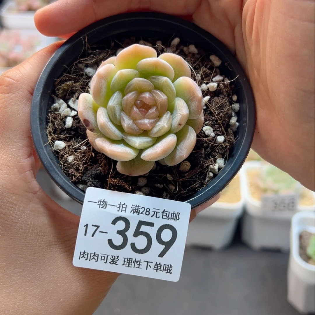 雪*籽白恋单头多肉植物