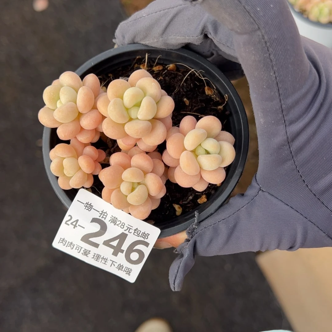 【闪购商品】霜*洛可可多肉