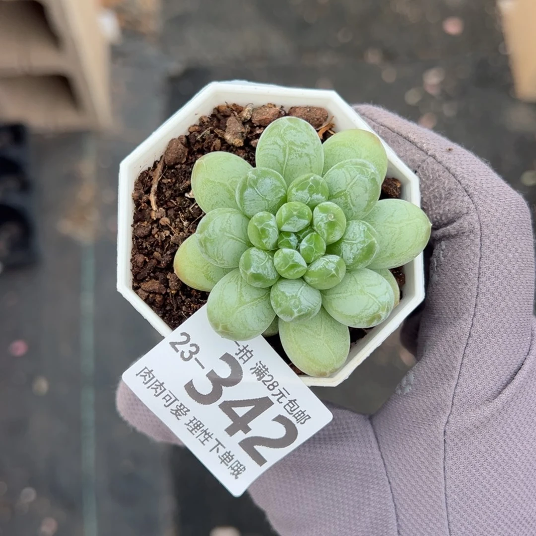 绿心美人多肉单头多肉