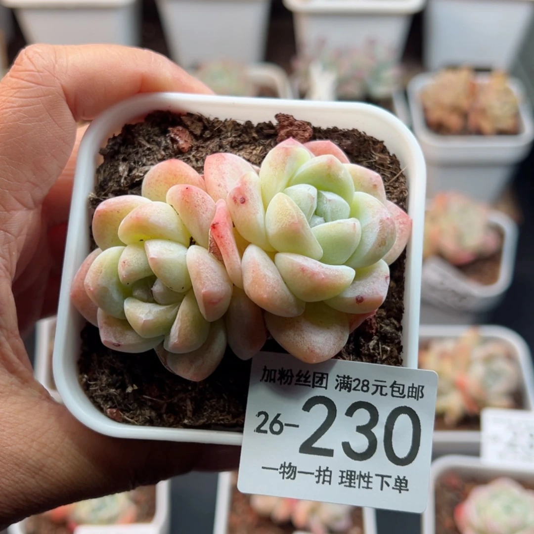 【闪购商品】冰玉，