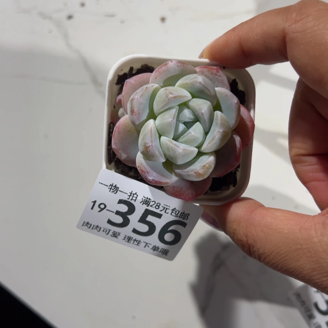 寒潭香单头多肉多肉