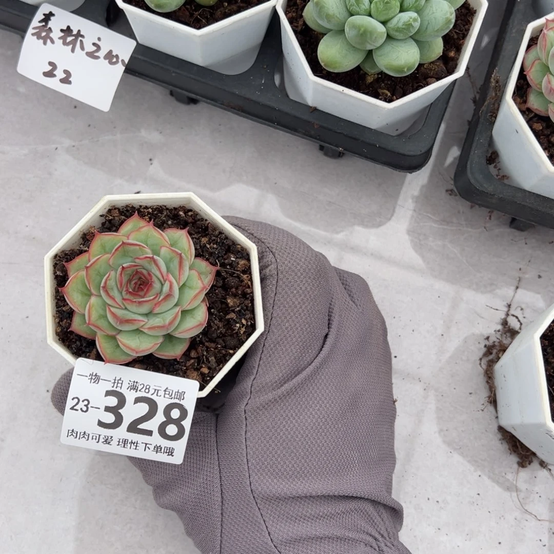 敬*钻石荷花多少多少