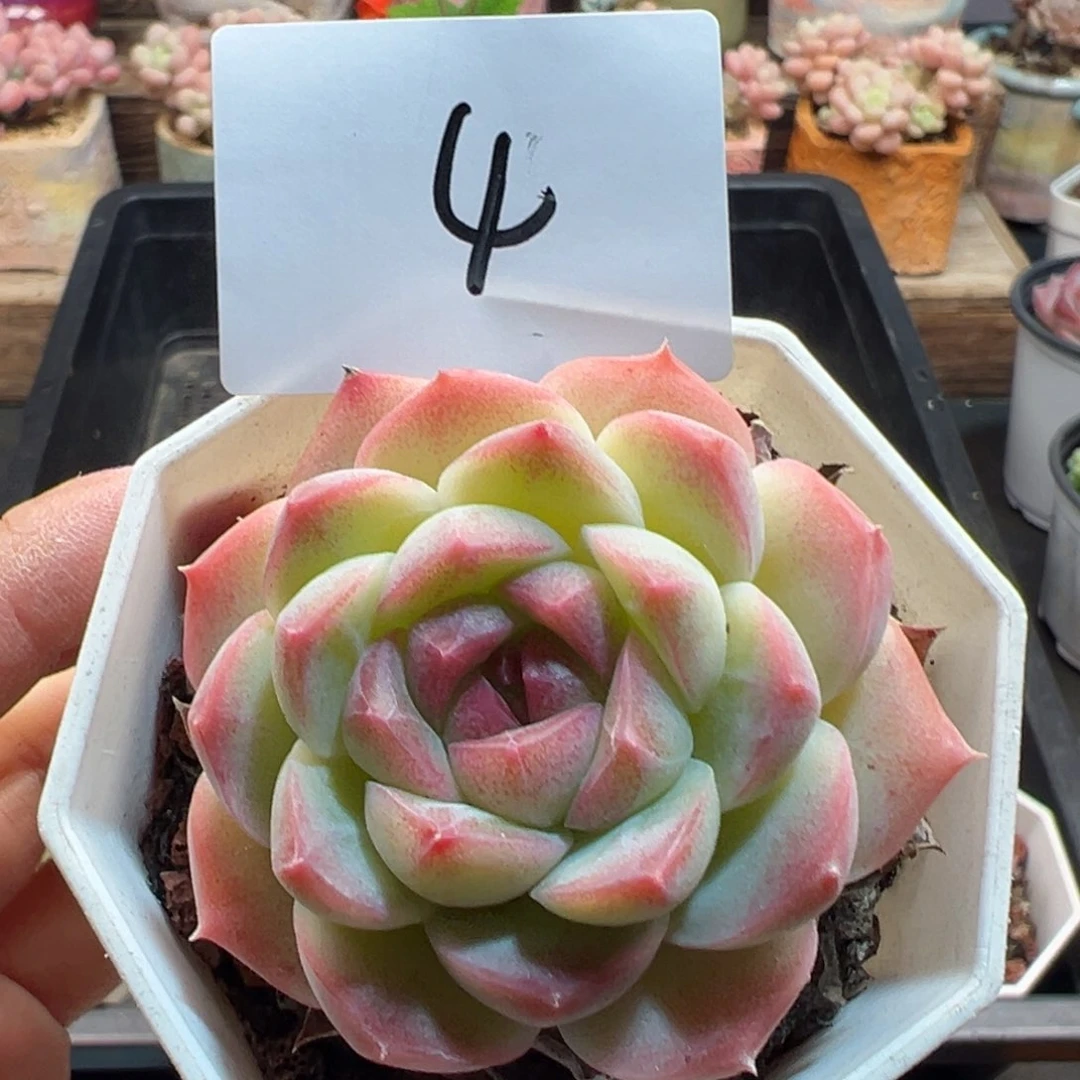 草莓熊多肉单头多肉