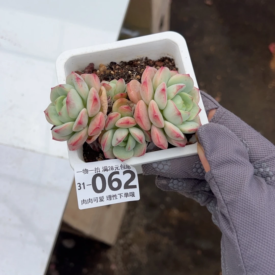 白底香草多肉多肉多肉
