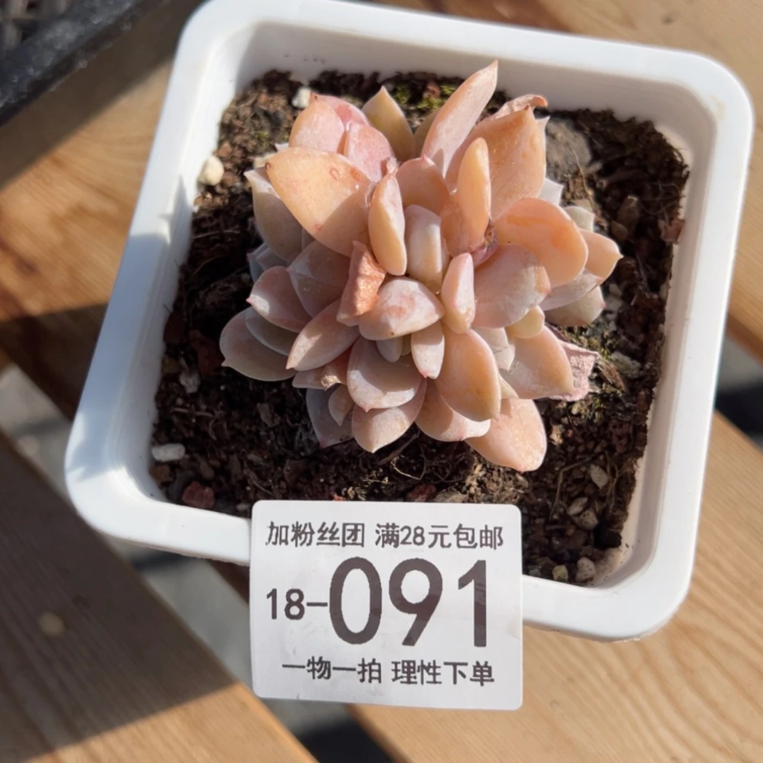 【闪购商品】雪特多肉