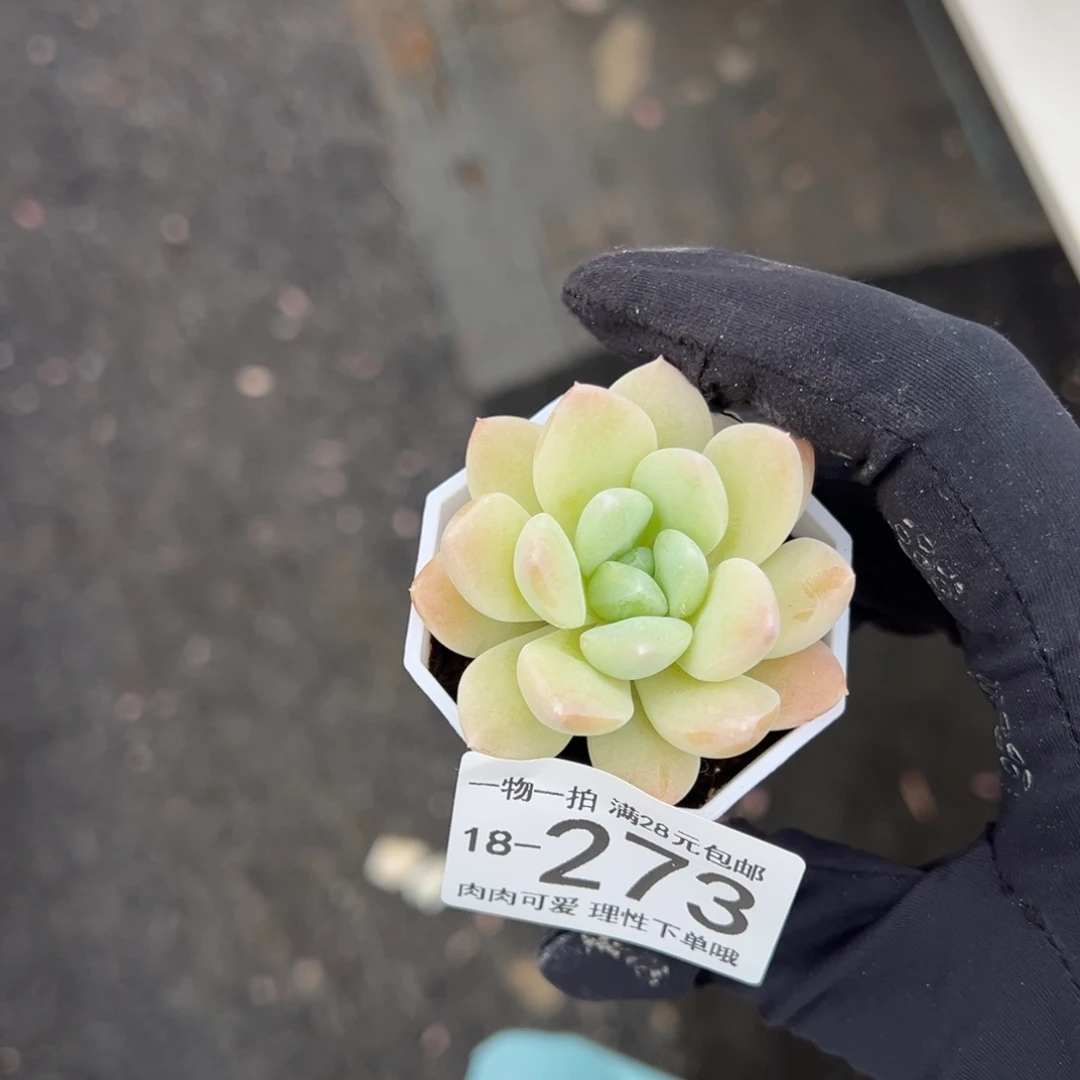 【闪购商品】阮玲玉双头