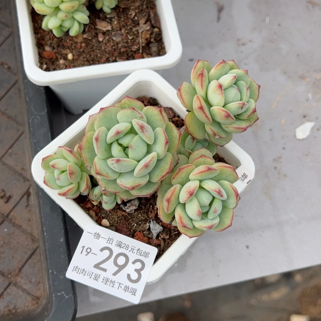 【闪购商品】香草多肉