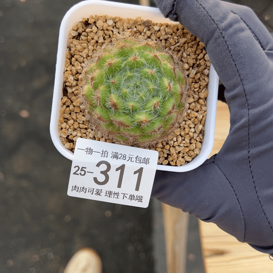 【闪购商品】黄金果多肉