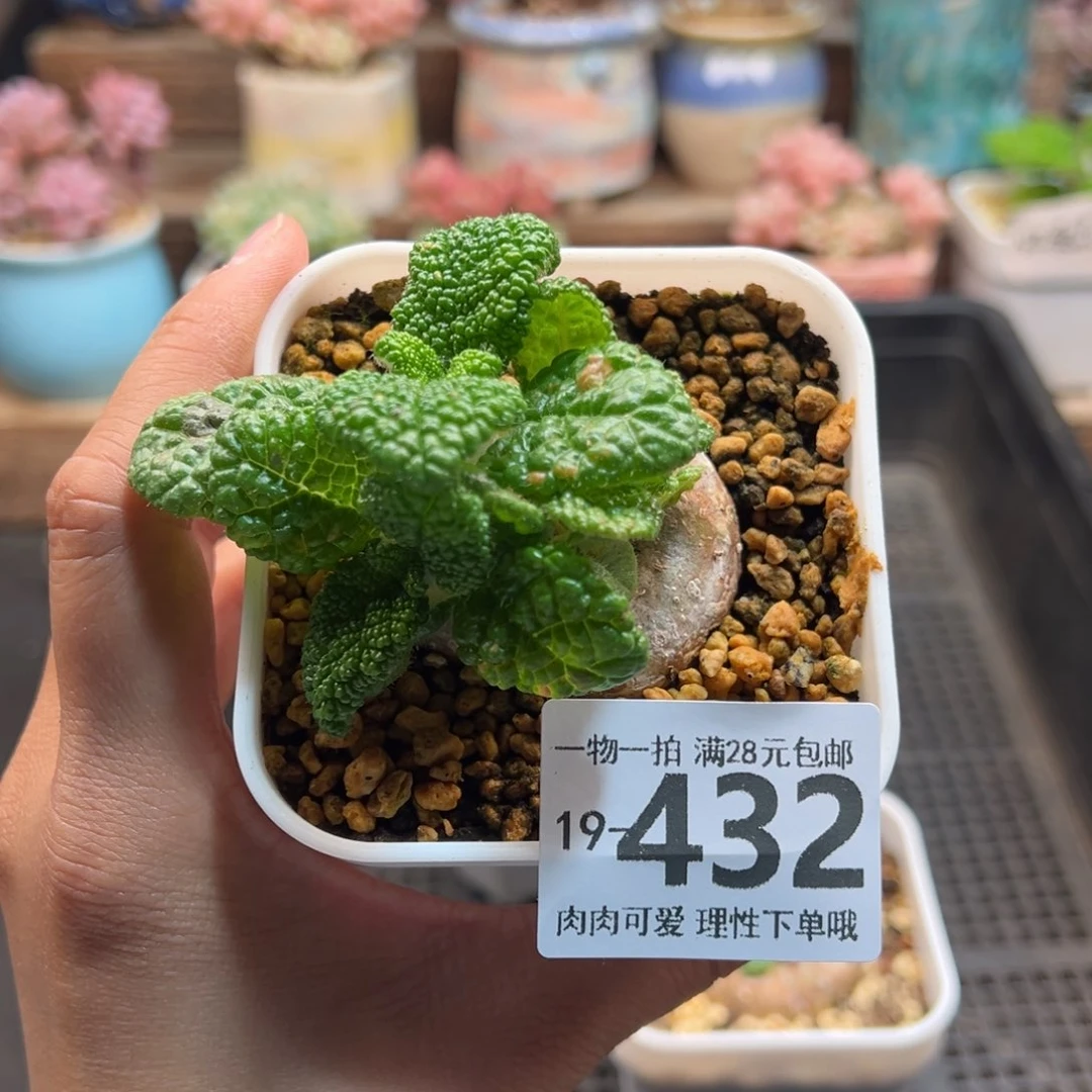 紫***?断崖王子多肉块根